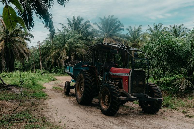 Red tractor with a trailer on a dirt path through an oil palm estate