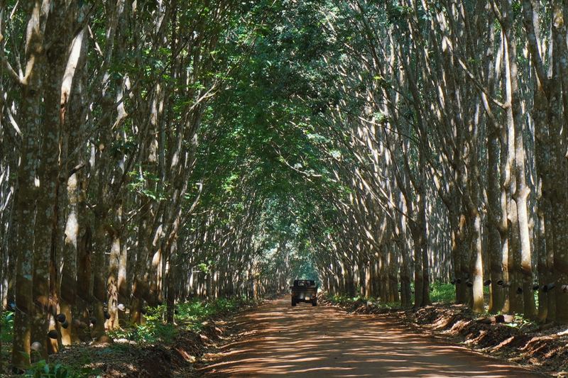 Vehicle on a dirt road through a dense rubber tree plantation